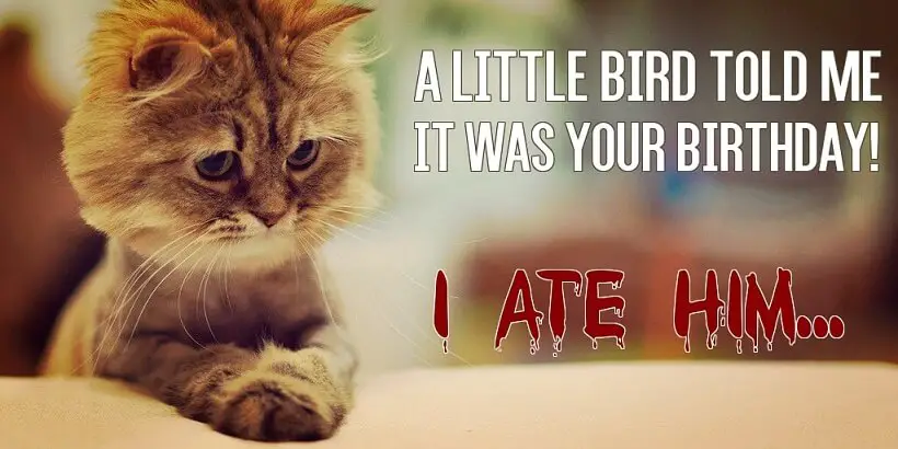 Funny meme: a cat ate a little bird for birthday