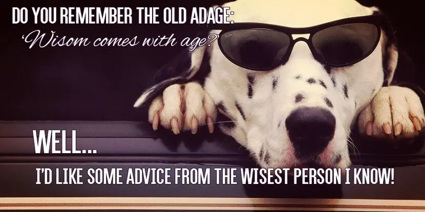 Funny birthday card with old and wise dog