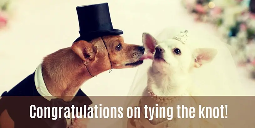 Funny free wedding card with dogs