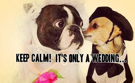 Funny bride and groom dogs on wedding