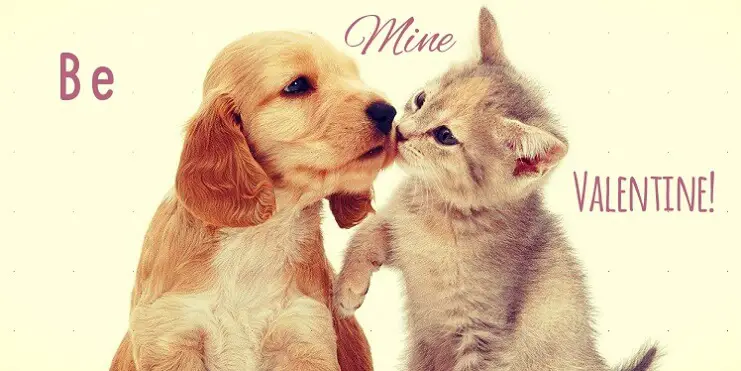 Valentine wishes card with kissing kittens